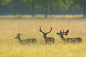 Dama: Fallow Deers (Cervus dama), Hesse, Germany, Europe