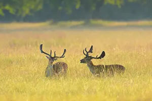 Dama: Fallow Deers (Cervus dama), Hesse, Germany, Europe