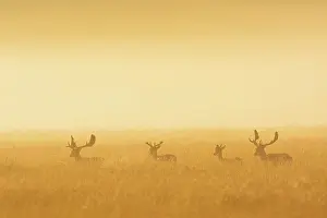 Dama: Fallow Deers (Cervus dama) on misty morning at sunrise
