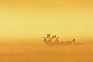 Dama: Fallow Deers (Cervus dama) on misty morning at sunrise