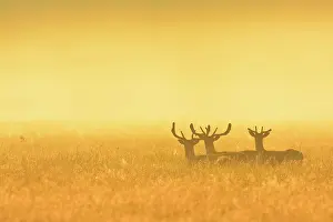 Dama: Fallow Deers (Cervus dama) on misty morning at sunrise