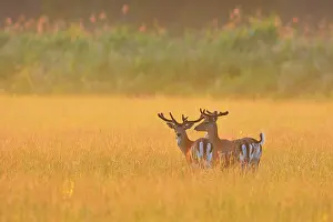 Dama: Fallow Deers (Cervus dama) at sunrise, Hesse, Germany