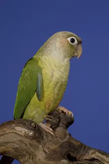 Mutation: Fallow Green-Cheeked Conure