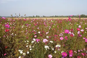 Cornflowers: Fallow Land - wild flowers including Cosmos and cornflowers