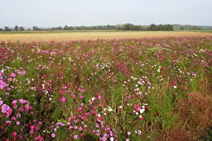 Cornflowers: Fallow Land - wild flowers including Cosmos and cornflowers