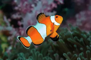 Damselfish: Falscher Anemonenfisch (Amphiprion ocellaris), Andamanensee