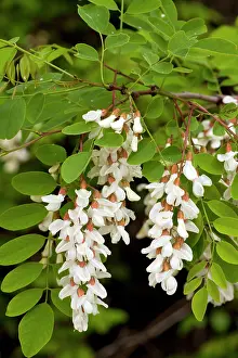 Robinia: False-acacia - in flower