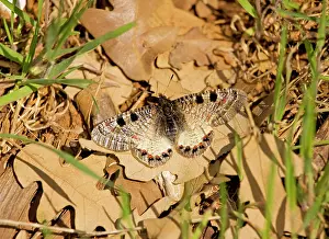 Apollo: False Apollo butterfly - female settled on leaf in the sun