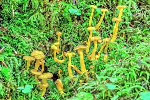 Dicaryomycota: False chanterelles on moss, Bauges, Northern Alps