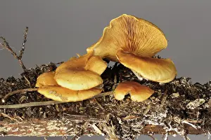 False: False chantrelle