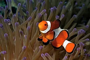Ocellaris: False Clown Anemonefish