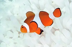 Anemonefish: False Clown Anemonefish
