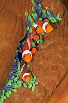 Anemonefish: False Clown Anemonefish