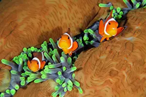 Anemonefish: False Clown Anemonefish