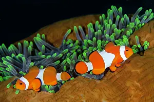 Anemonefish: False Clown Anemonefish