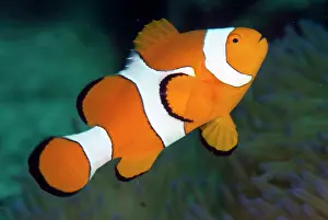 Anemonefish: False Clown Anemonefish