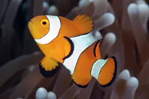 Anemonefish: False Clown Anemonefish