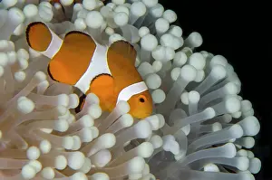 Band: False Clown Anemonefish