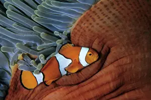 Ocellaris: False clown anemonefish, Amphiprion ocellaris, Walindi, West