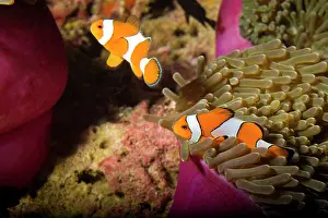 Anemonefish: False Clown Anemonefish (Amphiprion ocellaris)