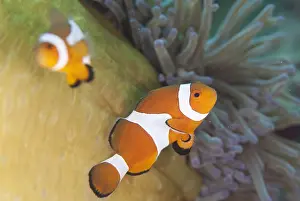 Magnifica: False Clown Anemonefish - in Magnificent Sea Anemone