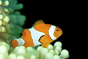Anemonefish: False Clown Anemonefish - in Magnificent Sea Anemone