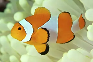 Anemonefish: False Clown Anemonefish - in Magnificent Sea Anemone