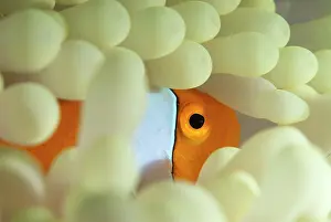 Anemonefish: False Clown Anemonefish - in Magnificent Sea Anemone