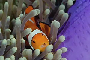 Anemonefish: False Clown Anemonefish - in Magnificent Sea Anemone