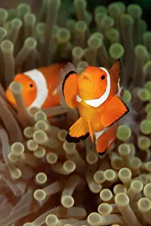 Magnifica: False Clown Anemonefish pair in Magnificent Sea