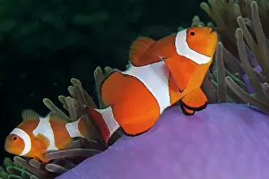 Anemonefish: False Clown Anemonefish - pair in Magnificent Sea