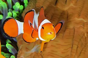 Anemonefish: False Clown Anemonefish with Tongue-biter Cymathoid Isopod
