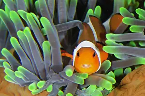 Anemonefish: False Clown Anemonefish with Tongue-biter Cymathoid Isopod