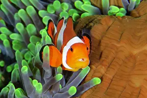 Anemonefish: False Clown Anemonefish with Tongue-biter Cymathoid Isopod