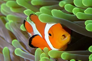 Anemonefish: False Clown Anemonefish with Tongue-biter Cymathoid Isopod