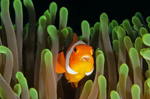 Anemonefish: False Clown Anemonefish with Tongue-biter Cymathoid Isopod