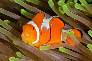 Anemonefish: False Clown Anemonefish with Tongue-biter Cymathoid Isopod