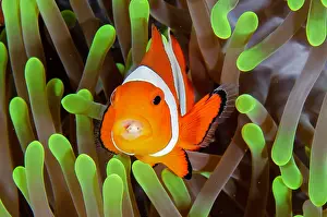 Anemonefish: False Clown Anemonefish with Tongue-biter Cymathoid Isopod