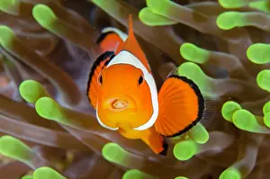 Anemonefish: False Clown Anemonefish with Tongue-biter Cymathoid Isopod