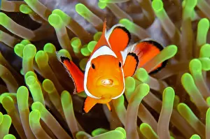 Anemonefish: False Clown Anemonefish with Tongue-biter Cymathoid Isopod