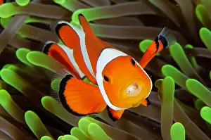 Anemonefish: False Clown Anemonefish with Tongue-biter Cymathoid Isopod