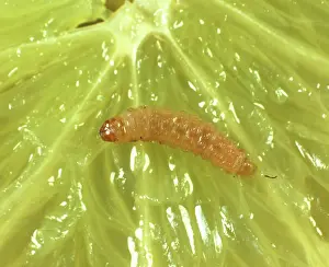 Tortricidae: False codling moth caterpillar