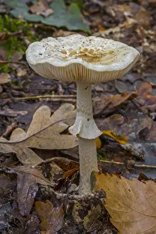 Death: False death cap (Amanita mappa) false deathcap