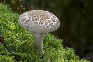 Death: False death cap (Amanita mappa) false deathcap