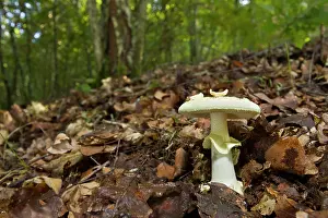 Amanita: False Death-Cap mushroom in forest