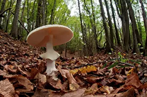 Citrina: False Death Cap Mushroom in the middle of autumn leaves