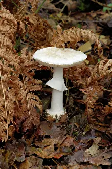 Citrina: False Death Cap - Nap Wood Nature Reserve, East