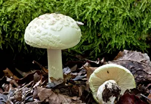 Citrina: False Death-Cap - in old woodland