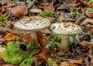 Eukaryotes: False Deathcap, Amanita citrina, fungi in Beech Woodland