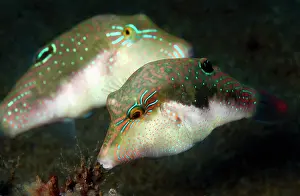Pufferfish: False-eyed Pufferfish